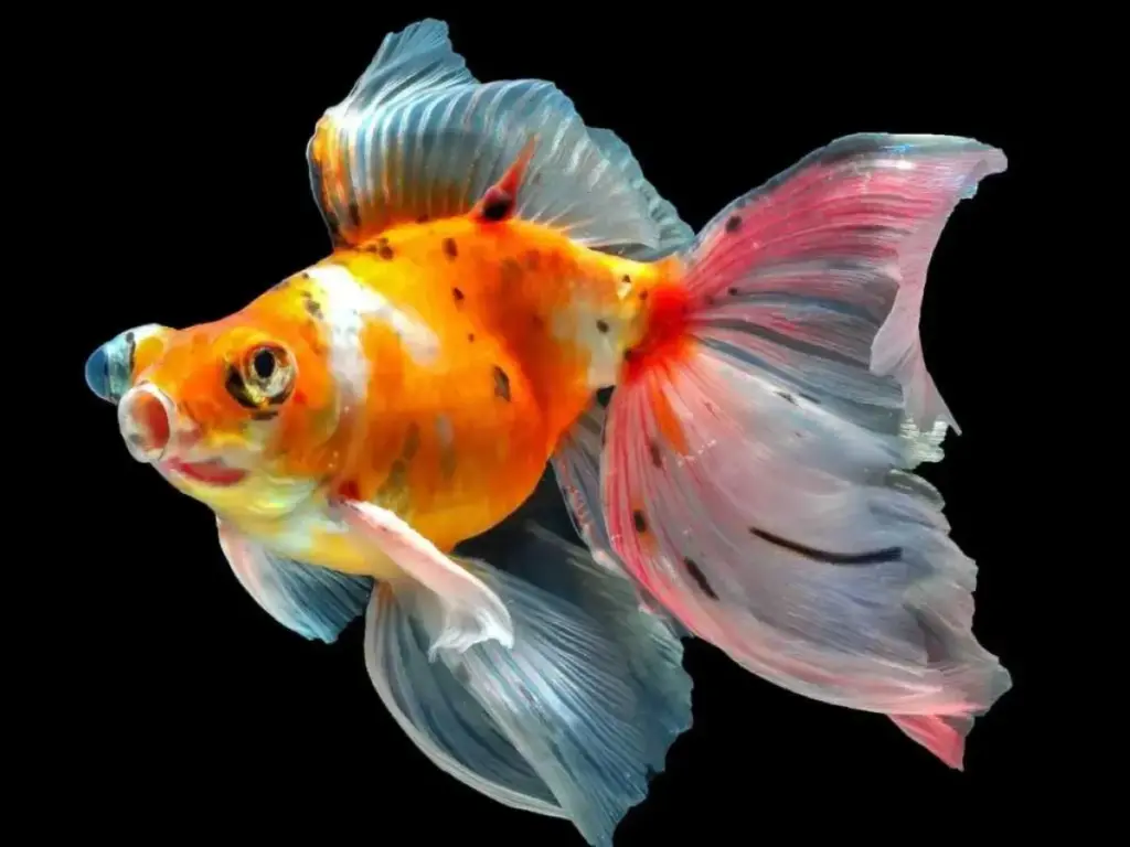 Menyelami Dunia Ikan Mas Koki