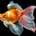 Menyelami Dunia Ikan Mas Koki