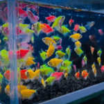 Fakta unik tentang ikan hias