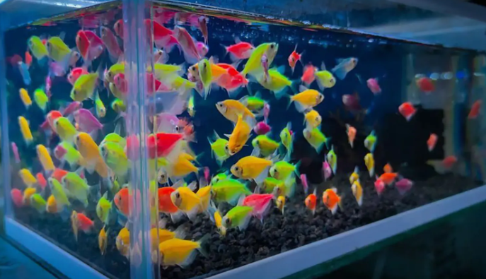 Fakta unik tentang ikan hias