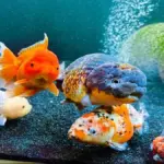 Jenis-Jenis Ikan Mas Koki dan Ciri Khasnya
