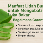 Manfaat lidah buaya untuk mengobati luka bakar, bagaimana caranya