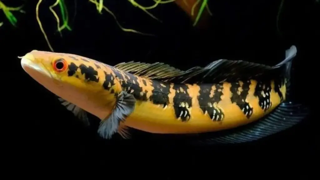 Fakta Mengejutkan Ikan Channa Predator Kecil dengan Karisma Besar