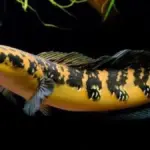 Fakta Mengejutkan Ikan Channa Predator Kecil dengan Karisma Besar
