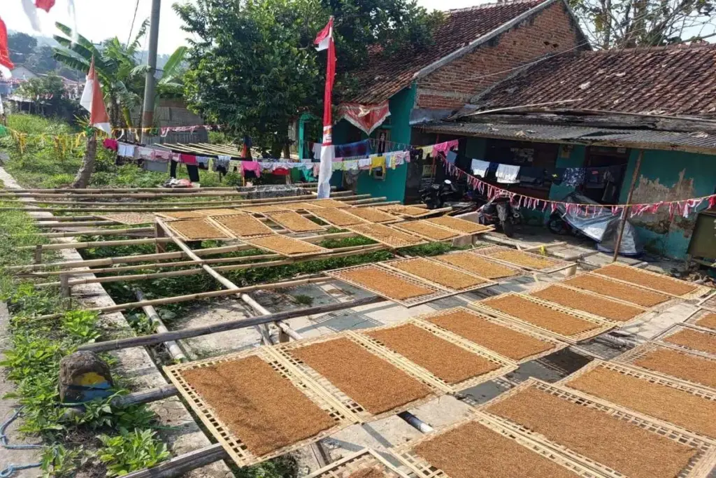 tembakau Gunung Haruman