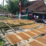 tembakau Gunung Haruman
