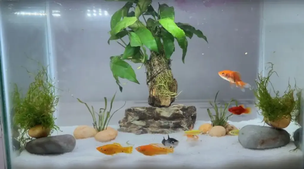Cara merawat ikan hias