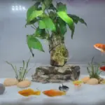 Cara merawat ikan hias