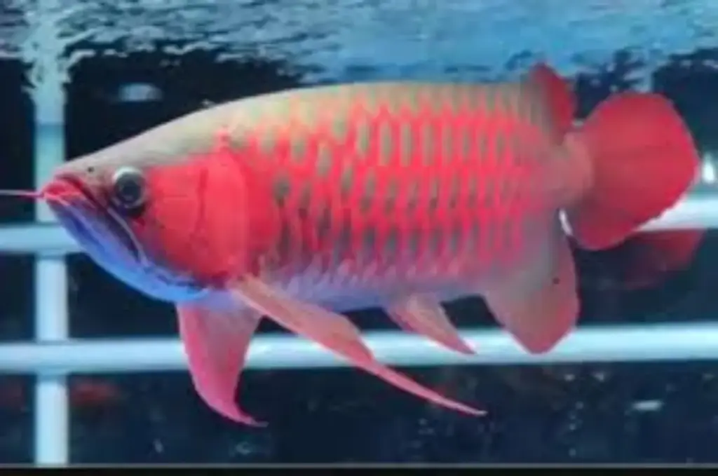 Misteri di Balik Harga Fantastis Ikan Arwana: Dari Warna Sisik hingga Kepercayaan Pembawa Hoki