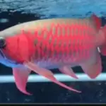 Misteri di Balik Harga Fantastis Ikan Arwana: Dari Warna Sisik hingga Kepercayaan Pembawa Hoki