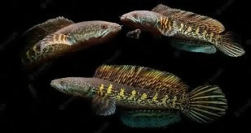 Ikan channa paling mahal dan populer