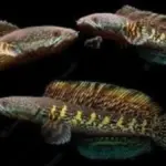 Ikan channa paling mahal dan populer
