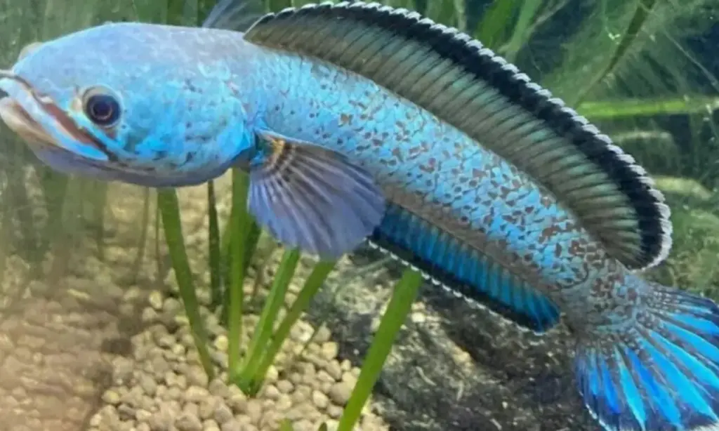 keistimewaan ikan channa