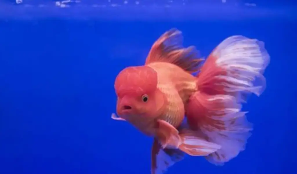 Makanan Terbaik untuk Ikan Mas Koki Rekomendasi dari HikariMakanan Terbaik untuk Ikan Mas Koki: Rekomendasi d