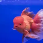 Makanan Terbaik untuk Ikan Mas Koki Rekomendasi dari HikariMakanan Terbaik untuk Ikan Mas Koki: Rekomendasi d