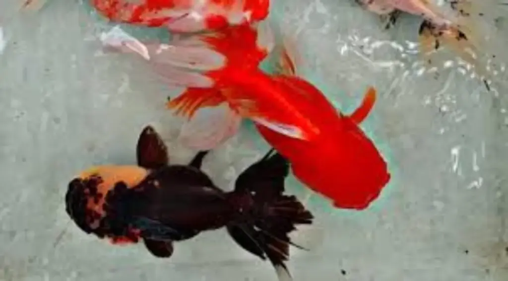 Panduan Lengkap Memelihara Ikan Mas Koki untuk Pemula