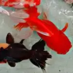 Panduan Lengkap Memelihara Ikan Mas Koki untuk Pemula