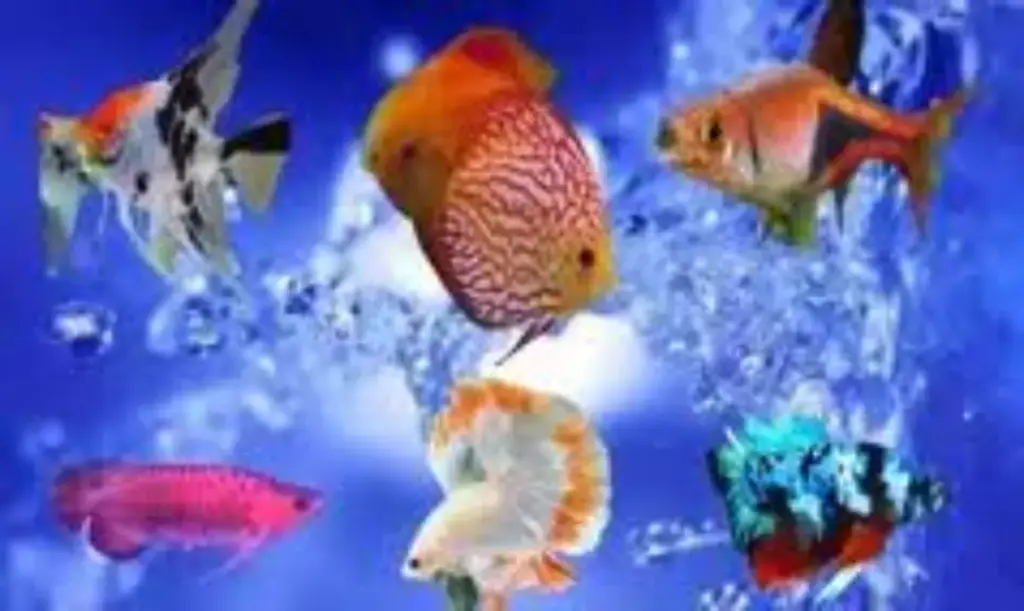 Ikan hias populer di tahun 2025