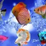 Ikan hias populer di tahun 2025