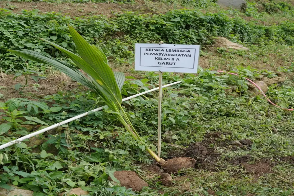 Penanaman bibit kelapa di Garut oleh Lapas Garut