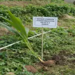 Penanaman bibit kelapa di Garut oleh Lapas Garut