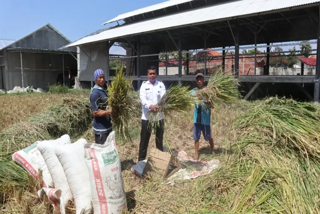 Kasubsi Bimker dan PHK Lapas Garut, Egis Fantasi, mewakili Kalapas memimpin panen padi bersama WBP