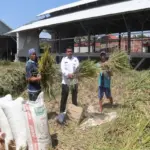 Kasubsi Bimker dan PHK Lapas Garut, Egis Fantasi, mewakili Kalapas memimpin panen padi bersama WBP