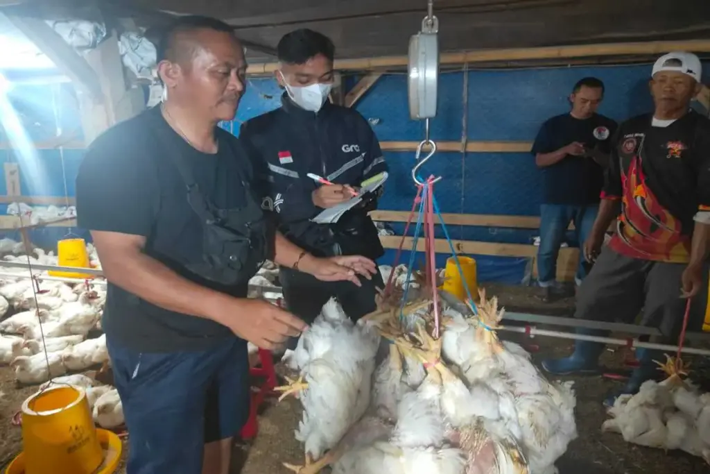 Lapas Garut panen ayam pedaging