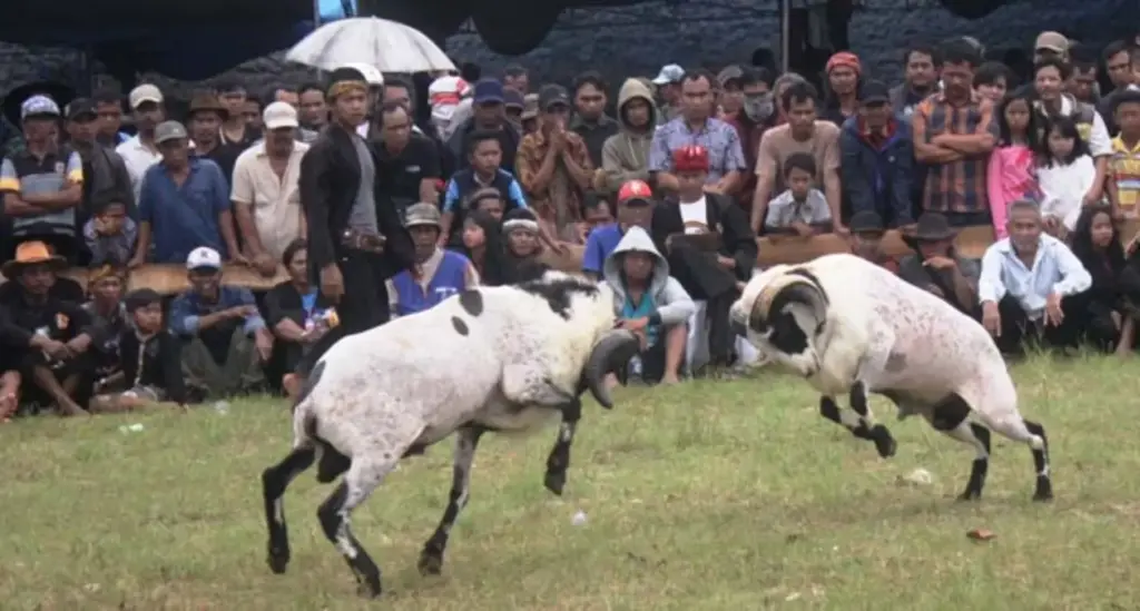 Domba Tangkas Garut Jadi Magnet Ekonomi Budaya Pariwisata dan UMKM