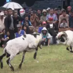 Domba Tangkas Garut Jadi Magnet Ekonomi Budaya Pariwisata dan UMKM