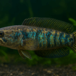 ikan channa