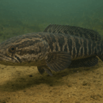 ikan gabus