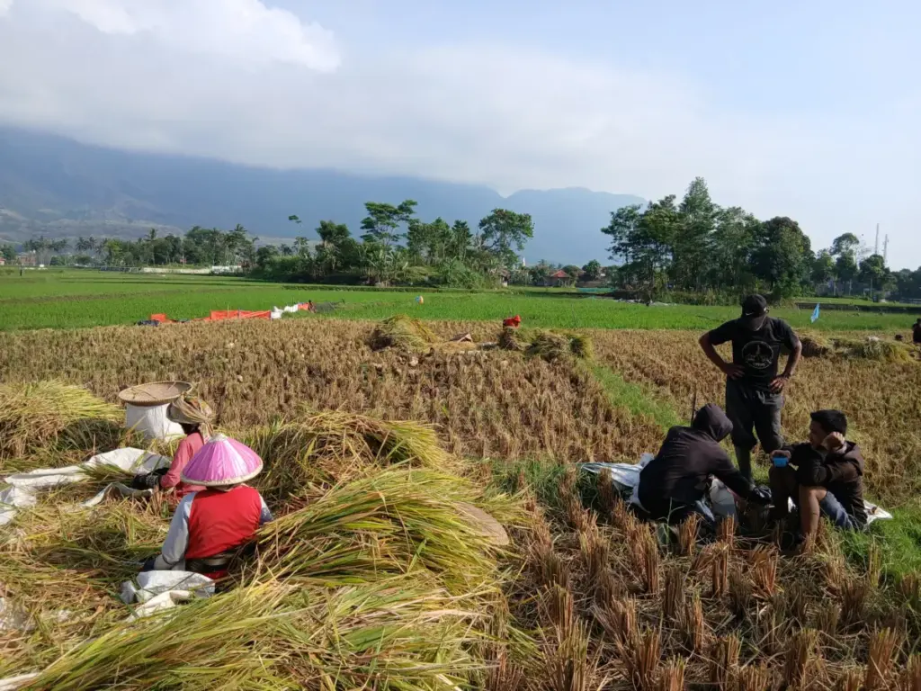 Para petani sedang memanen. (Rizki/Radar Garut)