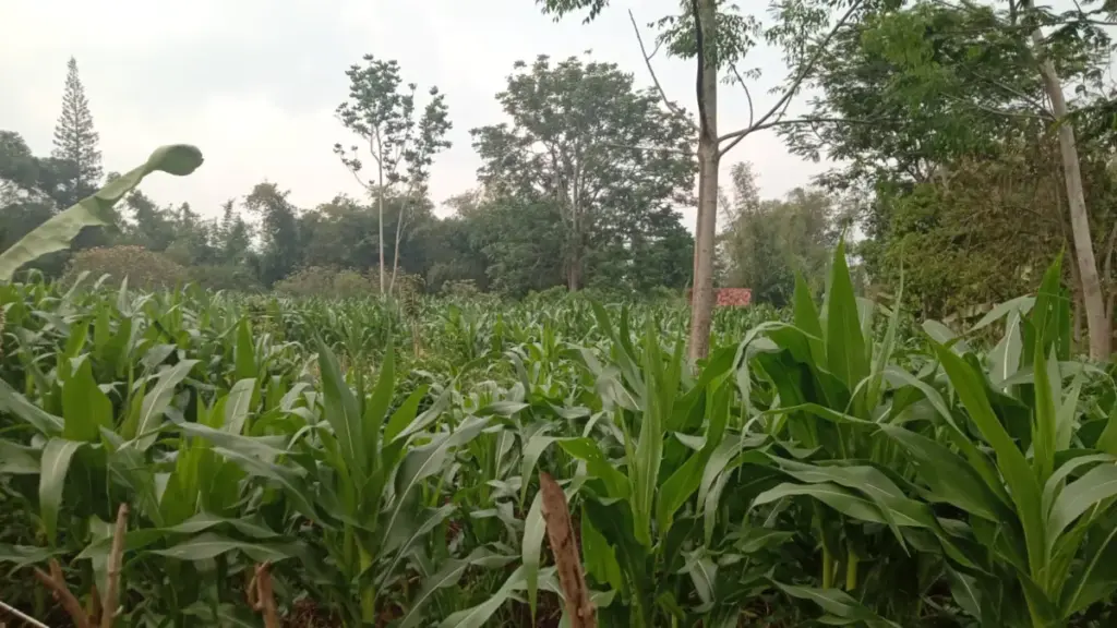 Kebun Jagung Hibrida program Polri di salah satu Desa di Garut. (Foto: Feri/Radar Garut)