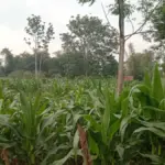 Kebun Jagung Hibrida program Polri di salah satu Desa di Garut. (Foto: Feri/Radar Garut)
