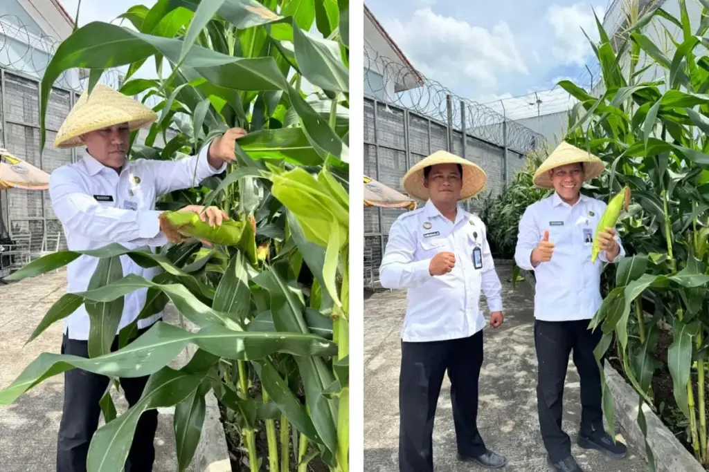 Kalapas Garut panen perdana jagung manis