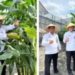 Kalapas Garut panen perdana jagung manis