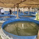 Lapas Garut tebar bibit ikan lele dengan sistem bioflok