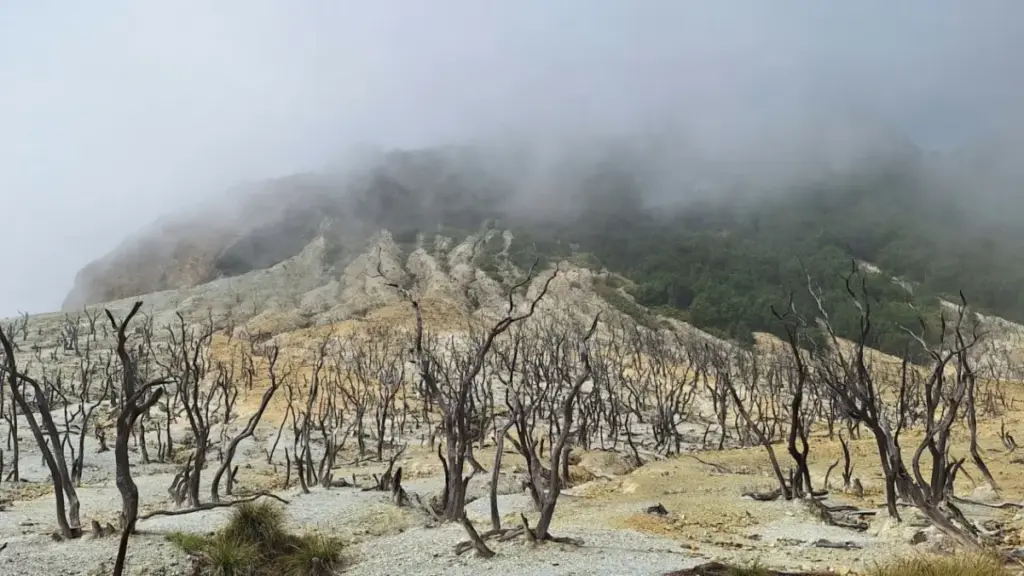 Hutan Mati Gunung Papandayan