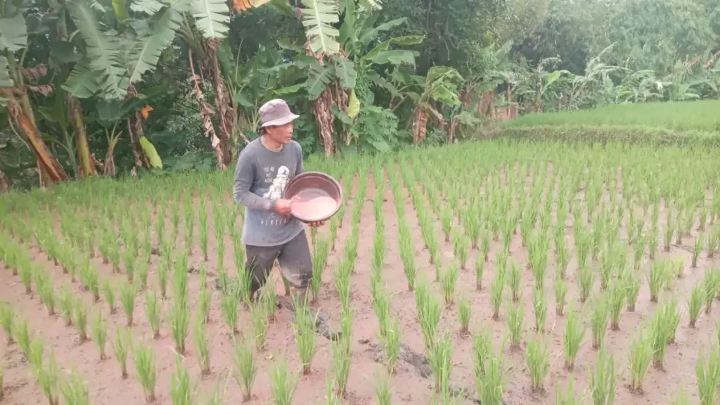 Ironi! Pupuk Bersubsidi Baru Terserap 50%, Banyak Warga Garut Mengeluhkan Kuota Kartu Tani Petani yang sedang memupuk sawah. (Feri/Radar Garut)