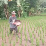 Petani yang sedang memupuk sawah. (Feri/Radar Garut)