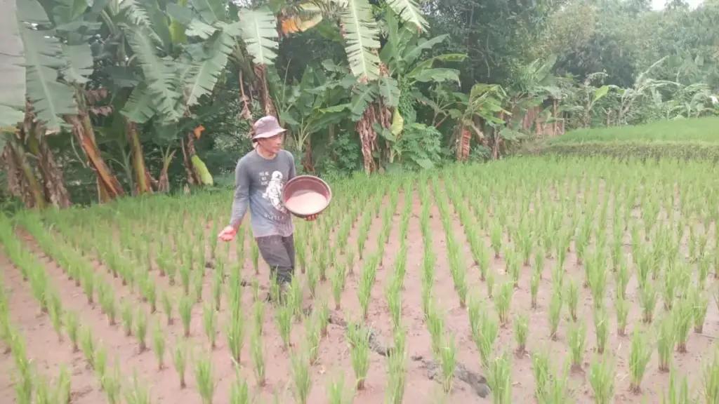 Kuota Pupuk Subsidi 2026 di Garut Bisa Dikurangi, Jika Serapan Tahun Ini Rendah Petani sedang memupuk sawah. (Feri/Radar Garut)