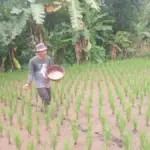 Petani sedang memupuk sawah. (Feri/Radar Garut)