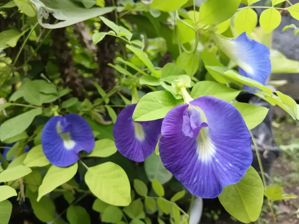 Banyak yang Belum Tahu! Ternyata Bunga Telang Dapat Membantu Meredakan Depresi. (Foto: Rizki Peratami/Radar Ga