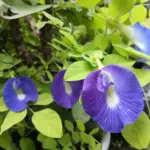 Banyak yang Belum Tahu! Ternyata Bunga Telang Dapat Membantu Meredakan Depresi. (Foto: Rizki Peratami/Radar Ga