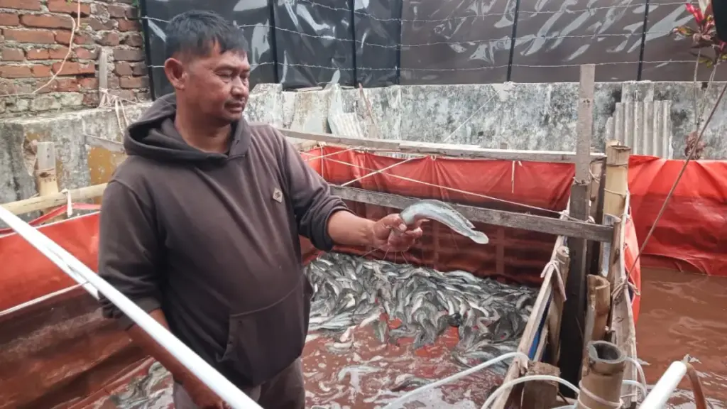 BUMDes Bangkit Mekarsari Sukses Kembangkan Budidaya Ikan Lele di Garut panen ikan lele BUMDes Bangkit Mekarsari