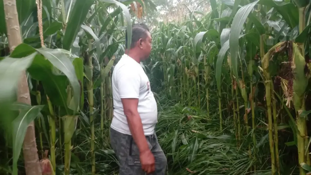 Kebun jagung milik BUMDes Bangkit Mekarsari yang menjadi salah satu program ketahanan pangan