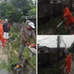 Pohon Tumbang di Warung Peuteuy. (istimewa)