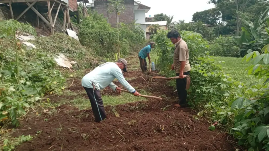 Program ketahanan pangan bumdes Bangkit Mekarsari dalam pertanian. (Feri/Radar Garut)