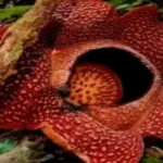 bunga rafflesia hasseltii